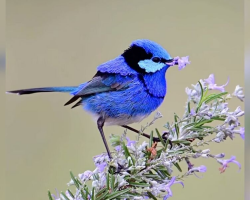 These Tiny Birds Bring Flower Petals To Their Crushes For An Adorable Reason