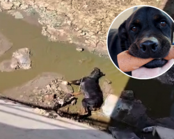 Dog Dumped In A Canal Is Now The Biggest Lover Girl