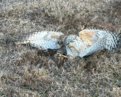 Rescuer Rushes To Save Injured Hawk — Then Notices A Snake Wrapped Around Him