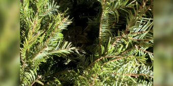 Gardener Spots A Tiny ‘Kitten’ Barely Clinging To Life — Then Learns She’s A Wild Bobcat