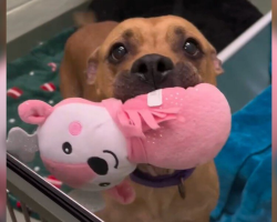 Shelter Dog Keeps Offering Her Favorite Toys To Strangers Hoping Someone Will Notice Her
