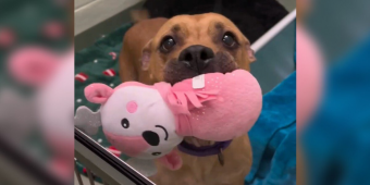 Shelter Dog Keeps Offering Her Favorite Toys To Strangers Hoping Someone Will Notice Her