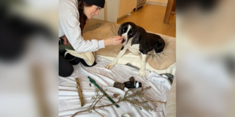 Dog Stuck On Bed Rest Can’t Visit His Favorite Park — So His Mom Brings It Home To Him