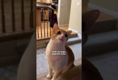 Cat Finally Meets Ceiling Fan He Couldn’t Stop Watching