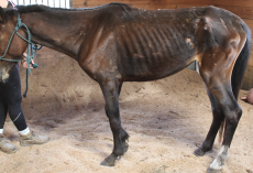 Starving Horse Too Weak To Lift His Head Makes Incredible Recovery