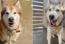 Shelter Huskies Were Moments From Euthanasia When A Last-Minute Message Changed Everything