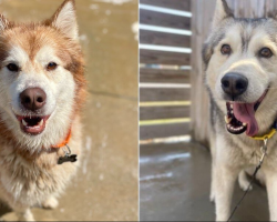 Shelter Huskies Were Moments From Euthanasia When A Last-Minute Message Changed Everything