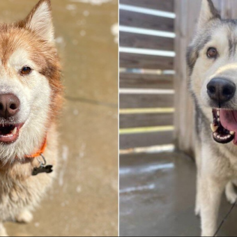 Shelter Huskies Were Moments From Euthanasia When A Last-Minute Message Changed Everything
