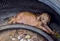 Puppy Living In A Tire To Escape Heat Can’t Stop Wagging His Tail Now
