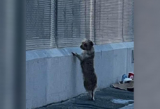 Stray Dog Waits By A Fence Every Day As If Looking For Someone — Then Rescuers Change Her Life