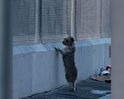 Stray Dog Waits By A Fence Every Day As If Looking For Someone — Then Rescuers Change Her Life