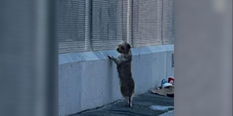 Stray Dog Waits By A Fence Every Day As If Looking For Someone — Then Rescuers Change Her Life