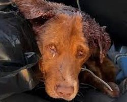 Injured Dog Refused To Leave His Best Friend’s Side Until Help Came
