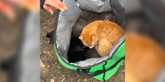People Spot An Uber Eats Bag Under A Park Bench — Then Hear Tiny Meows Coming From Inside