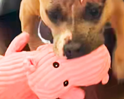 Rescue Pit Bull Falls In Love With One Pink Pig Toy — Then Mom Makes Her Dream Come True