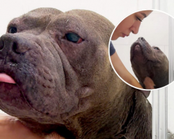 Paralyzed Pittie Loves Bath Time With His Mama