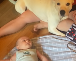 Pittie Who’s The Baby Of The Family Reluctantly Gets Human Brother