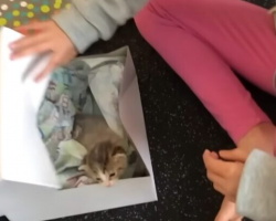 Veterinarian Dad Brings Home “Broken” Kitten For His Daughter’s Birthday