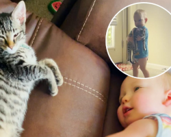 Toddler Brings His Very Own Kitten Home From The Shelter