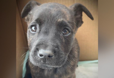Shelter Opens A Box Left At Its Door And Finds A Tiny Puppy Fighting For Her Life