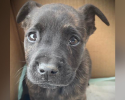 Shelter Opens A Box Left At Its Door And Finds A Tiny Puppy Fighting For Her Life