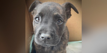 Shelter Opens A Box Left At Its Door And Finds A Tiny Puppy Fighting For Her Life