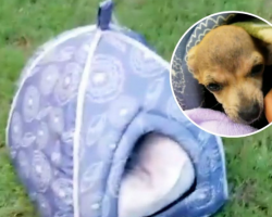 Adorable Tiny Puppy Found Abandoned In A Bed On Side Of Road