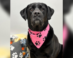 Senior Labrador Returned To Shelter For Being “Too Big” Finally Finds The Family Who Loves Her Exactly As She Is