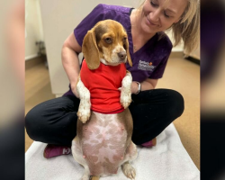 Shelter X-Rays Tiny Pregnant Beagle — Then Realizes Her Puppies Are Much Bigger Than Expected