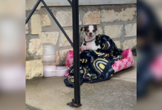 Frightened Chihuahua Left In A Cemetery With Her Bed Finally Gets The Second Chance She Deserved