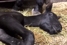 Injured Mama Horse Learns To Run Again For Her Baby Boy