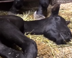 Injured Mama Horse Learns To Run Again For Her Baby Boy