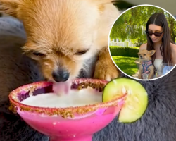 Chihuahua Goes From Shelter Life To Sipping Puparitas