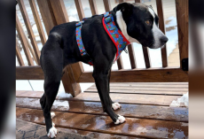 Rare Dog Waited Three Years For Someone To Choose Her — Now She’s Winning Hearts Everywhere She Goes