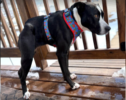 Rare Dog Waited Three Years For Someone To Choose Her — Now She’s Winning Hearts Everywhere She Goes