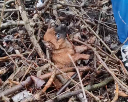 Terrified Puppy Gets Tangled In Branches While Trying To Escape Rescuers — Then Realizes She’s Finally Safe