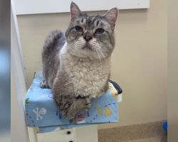 Cat Born With Tiny “T-Rex Arms” Waited For Someone To See Past His Difference — Then The Perfect Family Found Him