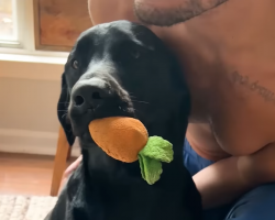Meet The Lab Who’s Never Without His Emotional Support Carrot