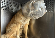 Dog Finally Freed From Plastic Jug — And His First Move Melts His Rescuers’ Hearts