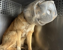 Dog Finally Freed From Plastic Jug — And His First Move Melts His Rescuers’ Hearts
